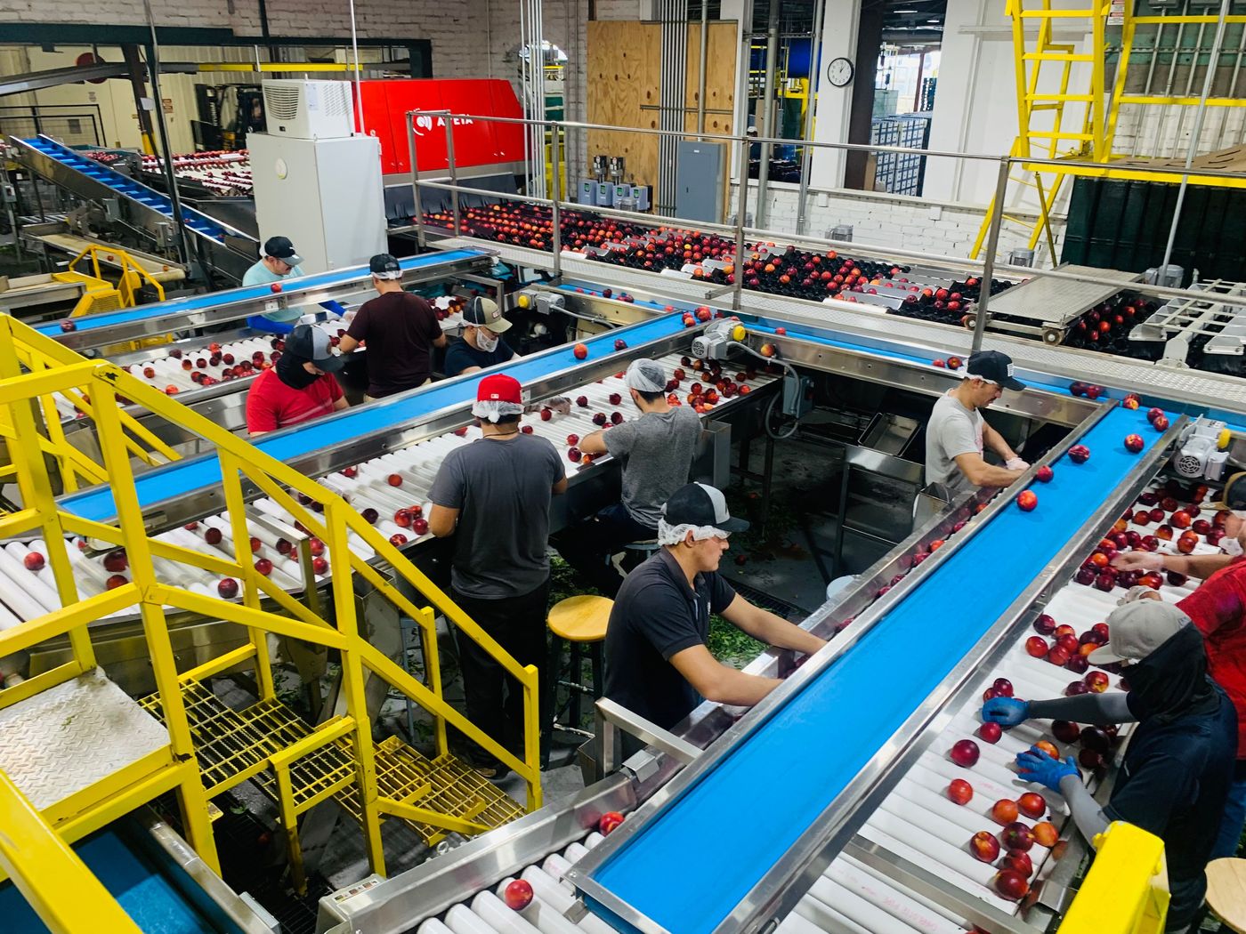 Medewerkers sorteren appels op een productielijn in een voedselverwerkingsbedrijf